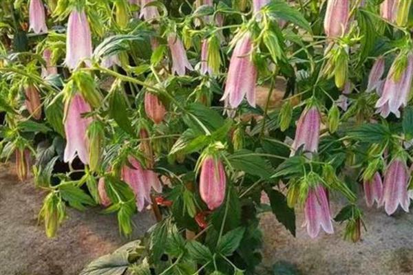 紫斑风铃草简介，别称灯笼花、吊钟花等