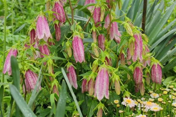 紫斑风铃草简介，别称灯笼花、吊钟花等