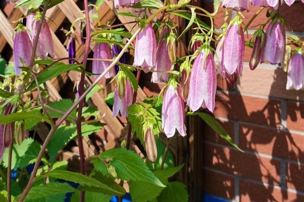 紫斑风铃草简介，别称灯笼花、吊钟花等
