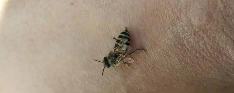 蜂毒的价格，1克蜂毒干粉需要300-400元左右