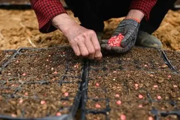 玉米的种植技术，播种深度通常为5cm
