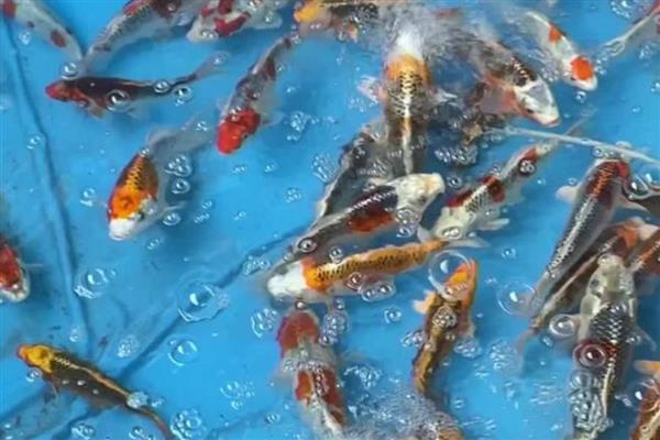 如何饲养二三厘米的锦鲤苗，水温需保持在25℃