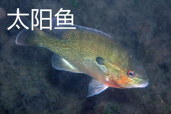 太阳鱼是什么鱼，是我国引进的淡水鱼类