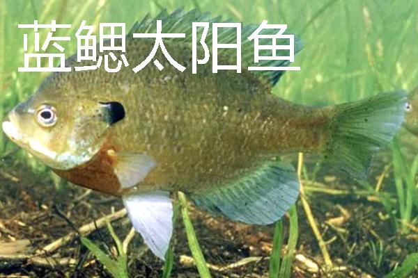 太阳鱼是什么鱼，是我国引进的淡水鱼类