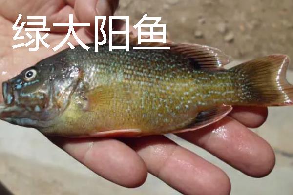 太阳鱼是什么鱼，是我国引进的淡水鱼类