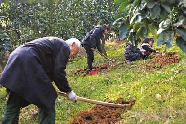 种植柑桔怎么清园，把杂草、烂果、寄生植物等物体全部清除