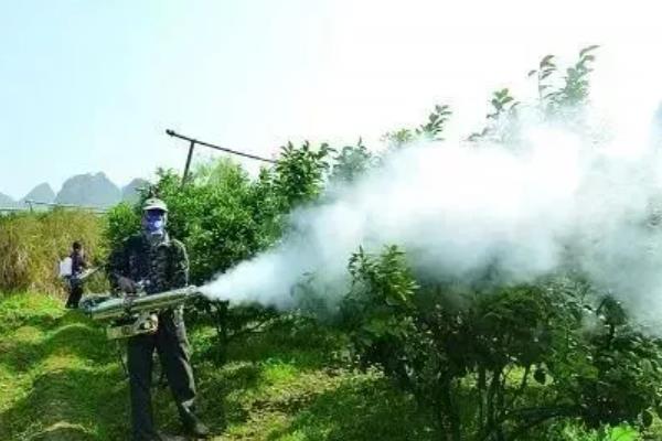 种植柑桔怎么清园，把杂草、烂果、寄生植物等物体全部清除