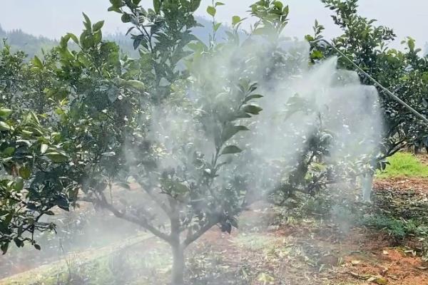 种植柑桔怎么清园，把杂草、烂果、寄生植物等物体全部清除