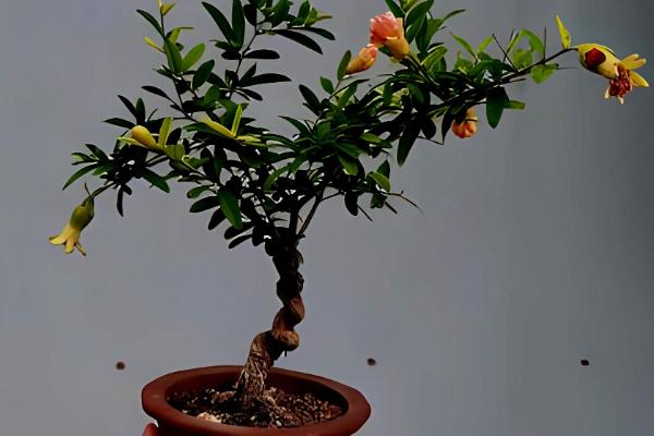 石榴树在什么时候剪枝，春季一般在4月份左右修剪