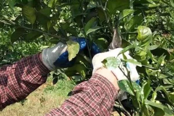 种植柑桔怎么清园，把杂草、烂果、寄生植物等物体全部清除