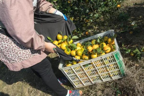 种植柑桔怎么清园，把杂草、烂果、寄生植物等物体全部清除