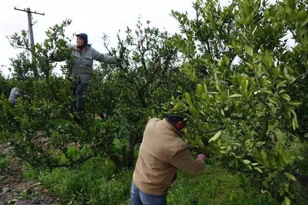 种植柑桔怎么清园，把杂草、烂果、寄生植物等物体全部清除