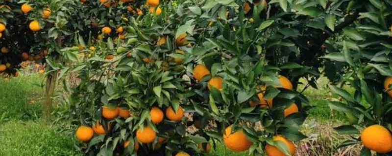 种植柑桔怎么清园，把杂草、烂果、寄生植物等物体全部清除