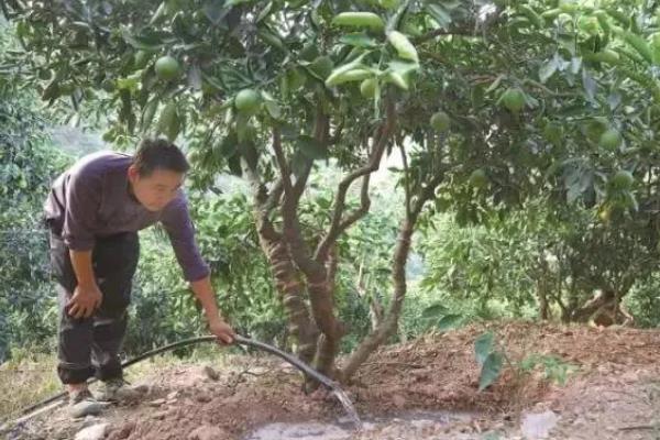 种植柑桔怎么清园，把杂草、烂果、寄生植物等物体全部清除