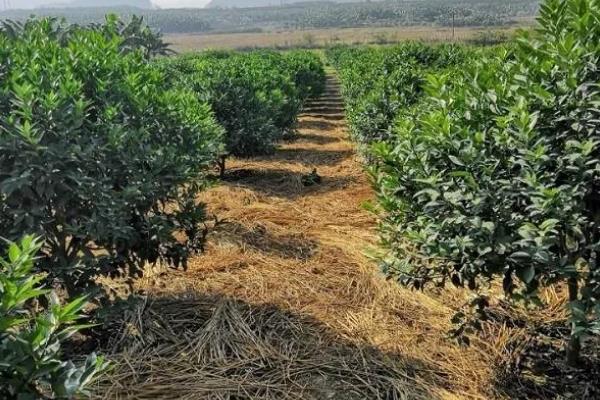 种植柑桔怎么清园，把杂草、烂果、寄生植物等物体全部清除