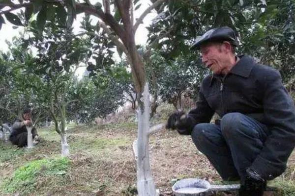 种植柑桔怎么清园，把杂草、烂果、寄生植物等物体全部清除