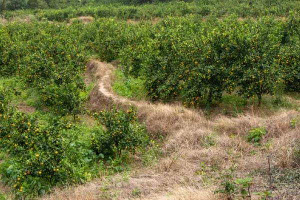 种植柑桔怎么清园，把杂草、烂果、寄生植物等物体全部清除