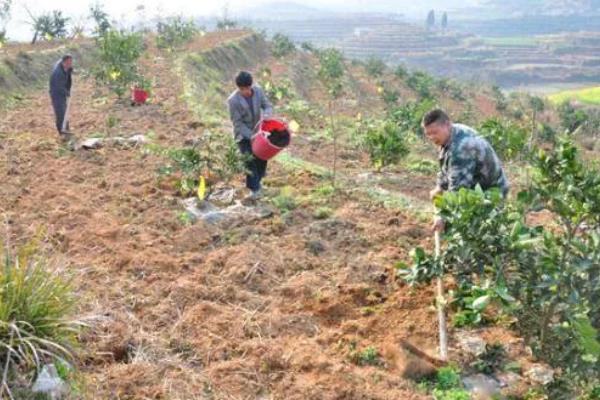 种植柑桔怎么清园，把杂草、烂果、寄生植物等物体全部清除