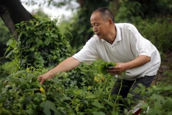 落葵的种植技术，采收后及时施肥