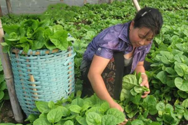 落葵的种植技术，采收后及时施肥