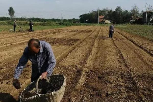落葵的种植技术，采收后及时施肥