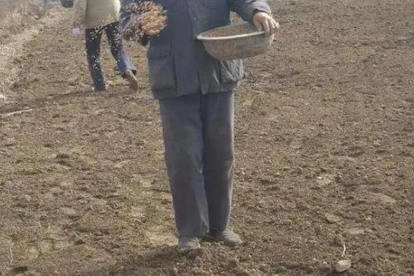 落葵的种植技术，采收后及时施肥