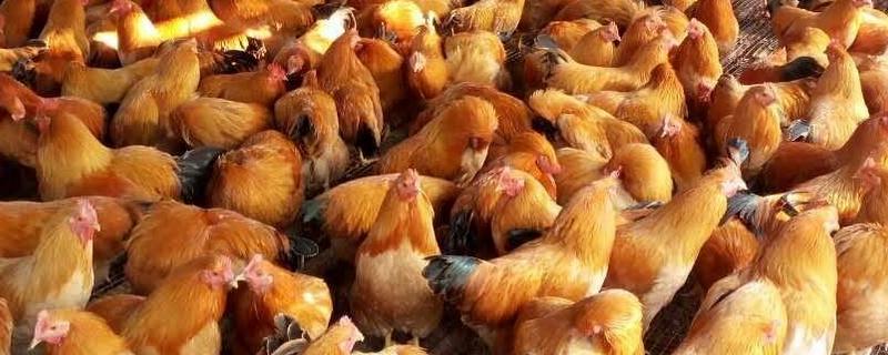 喂鸡要放盐吗，添加食盐能起到促进消化等作用