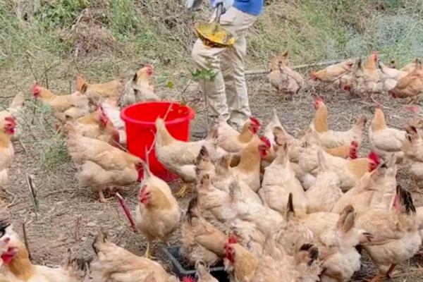 喂鸡要放盐吗，添加食盐能起到促进消化等作用