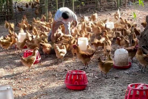 喂鸡要放盐吗，添加食盐能起到促进消化等作用