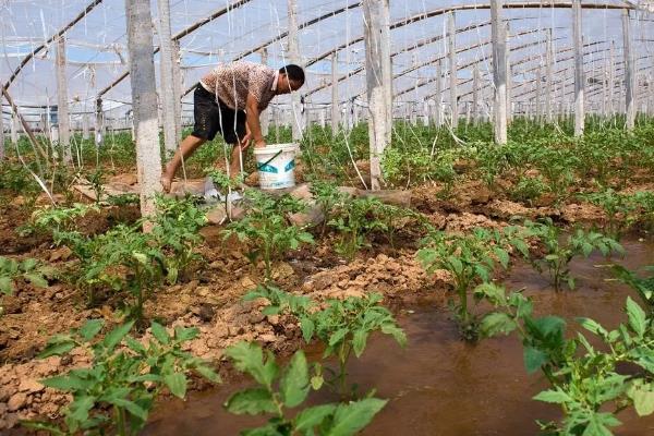 西红柿为什么开花就掉，可能是缺光、过度施肥等因素所致