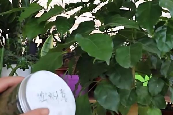 幸福树用什么肥料，可以用复合肥、钾肥、自制肥等