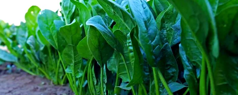 哪些作物适合在8月份种植，番茄、胡萝卜、四季豆等品种可供选择