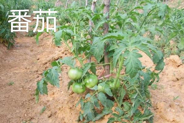 哪些作物适合在8月份种植，番茄、胡萝卜、四季豆等品种可供选择