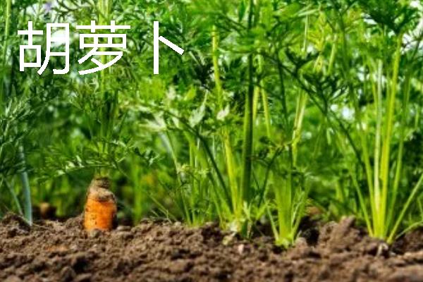 哪些作物适合在8月份种植，番茄、胡萝卜、四季豆等品种可供选择