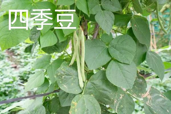 哪些作物适合在8月份种植，番茄、胡萝卜、四季豆等品种可供选择