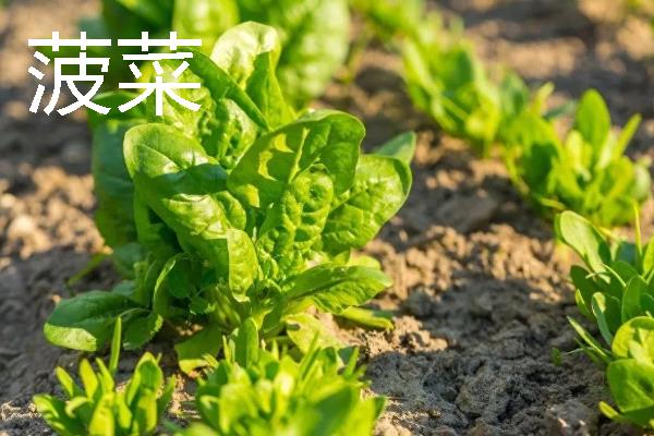 哪些作物适合在8月份种植，番茄、胡萝卜、四季豆等品种可供选择