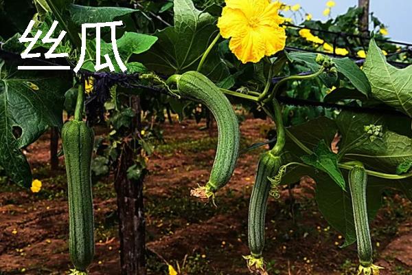 哪些作物适合在8月份种植，番茄、胡萝卜、四季豆等品种可供选择