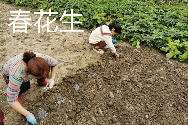 哪些作物适合在8月份种植，番茄、胡萝卜、四季豆等品种可供选择