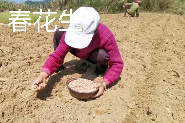 哪些作物适合在8月份种植，番茄、胡萝卜、四季豆等品种可供选择