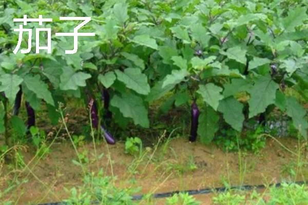 哪些作物适合在8月份种植，番茄、胡萝卜、四季豆等品种可供选择