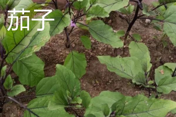 哪些作物适合在8月份种植，番茄、胡萝卜、四季豆等品种可供选择