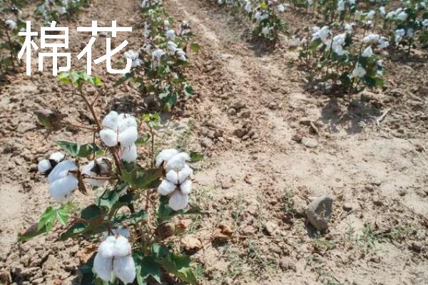 哪些作物适合在8月份种植，番茄、胡萝卜、四季豆等品种可供选择
