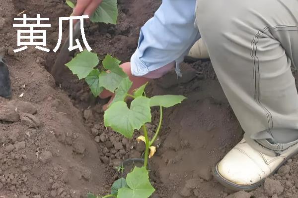 哪些作物适合在8月份种植，番茄、胡萝卜、四季豆等品种可供选择