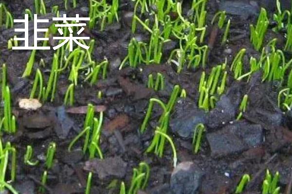 哪些作物适合在8月份种植，番茄、胡萝卜、四季豆等品种可供选择
