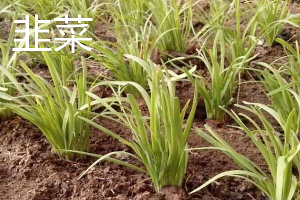 哪些作物适合在8月份种植，番茄、胡萝卜、四季豆等品种可供选择