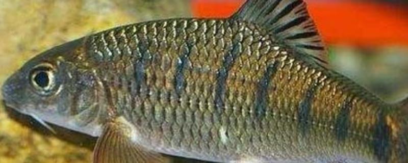 怎么养殖淡水石斑鱼，每隔3-5天换一次水