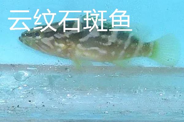怎么养殖淡水石斑鱼，每隔3-5天换一次水