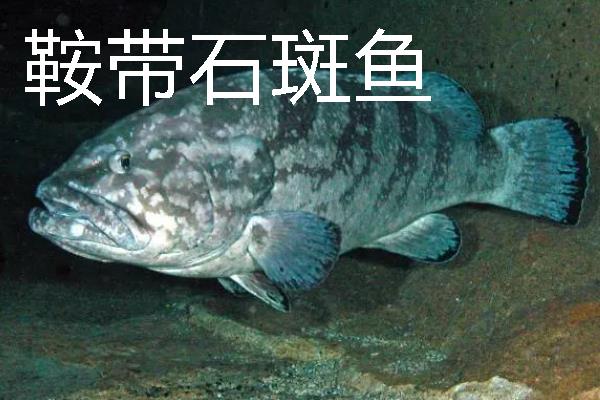 怎么养殖淡水石斑鱼，每隔3-5天换一次水