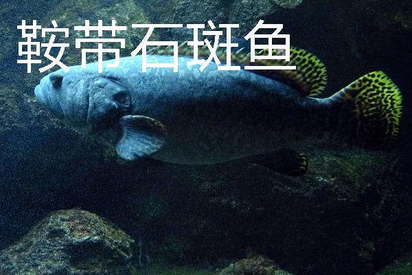 怎么养殖淡水石斑鱼，每隔3-5天换一次水