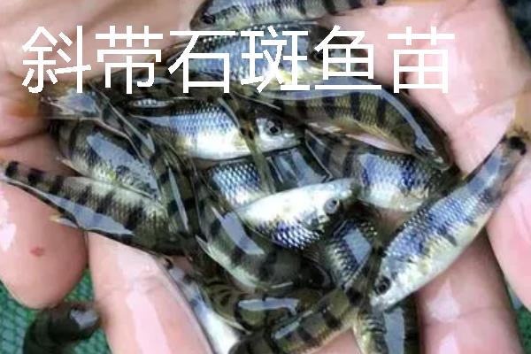 怎么养殖淡水石斑鱼，每隔3-5天换一次水